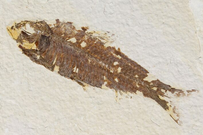 Detailed Fossil Fish (Knightia) - Wyoming #174646
